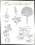 植物立面图