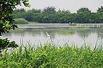 南沙湿地