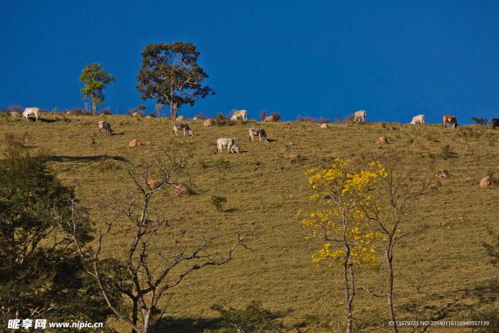山坡上的牛群