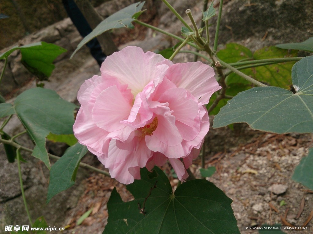 芙蓉花