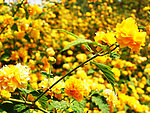 野菊花