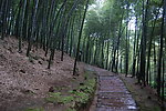 竹林