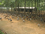 山鸡 养殖 基地