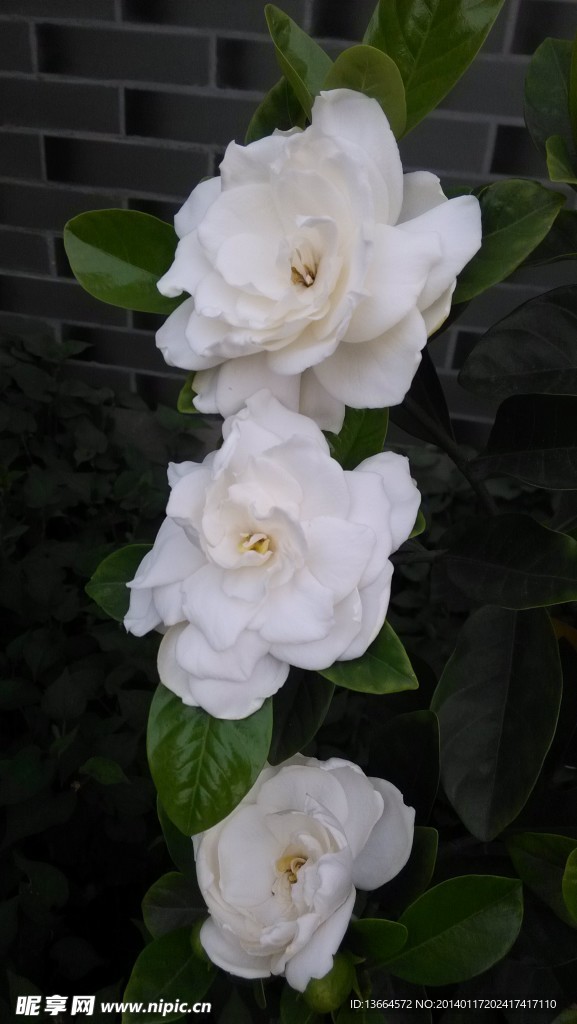 栀子花三朵