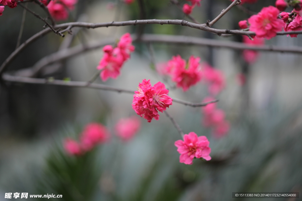 红梅花