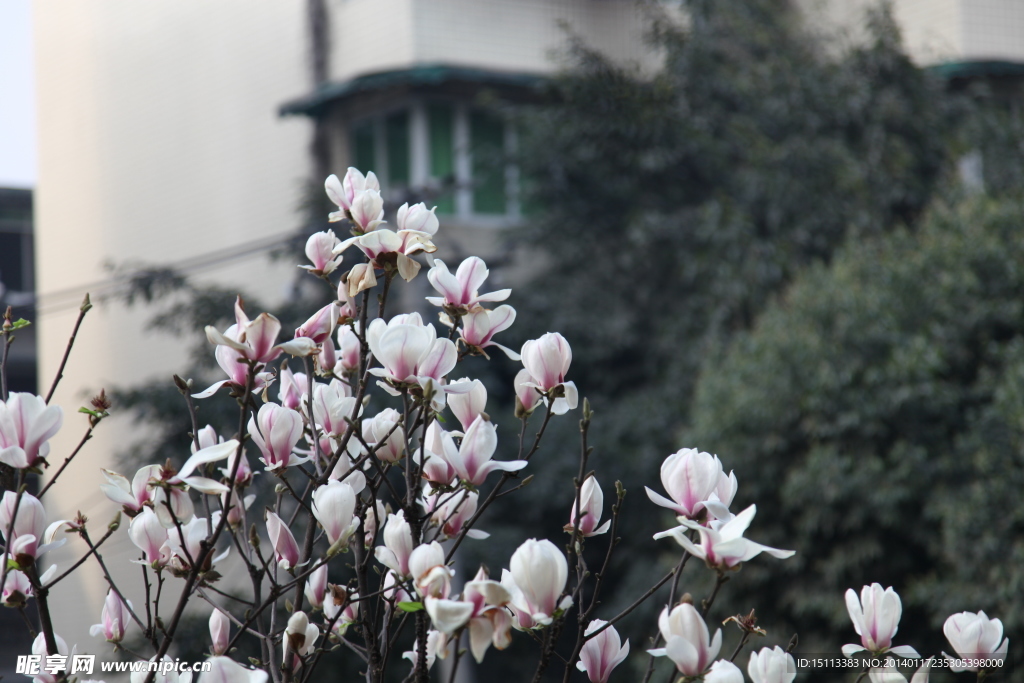 玉兰花