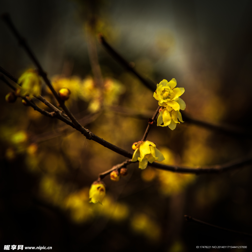 腊梅花