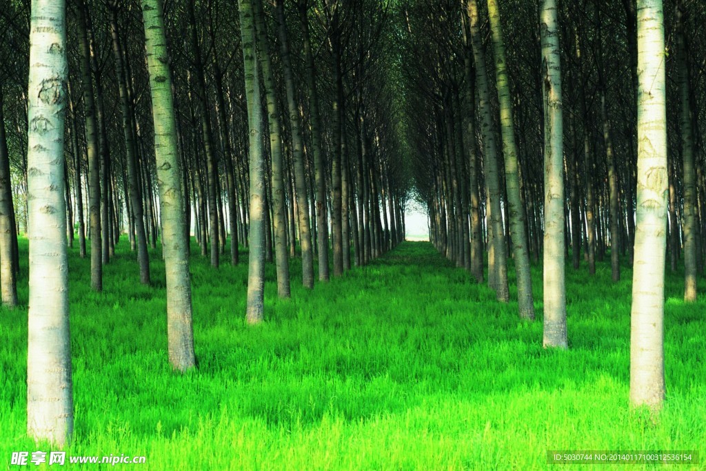 树 森林 风景 绿叶