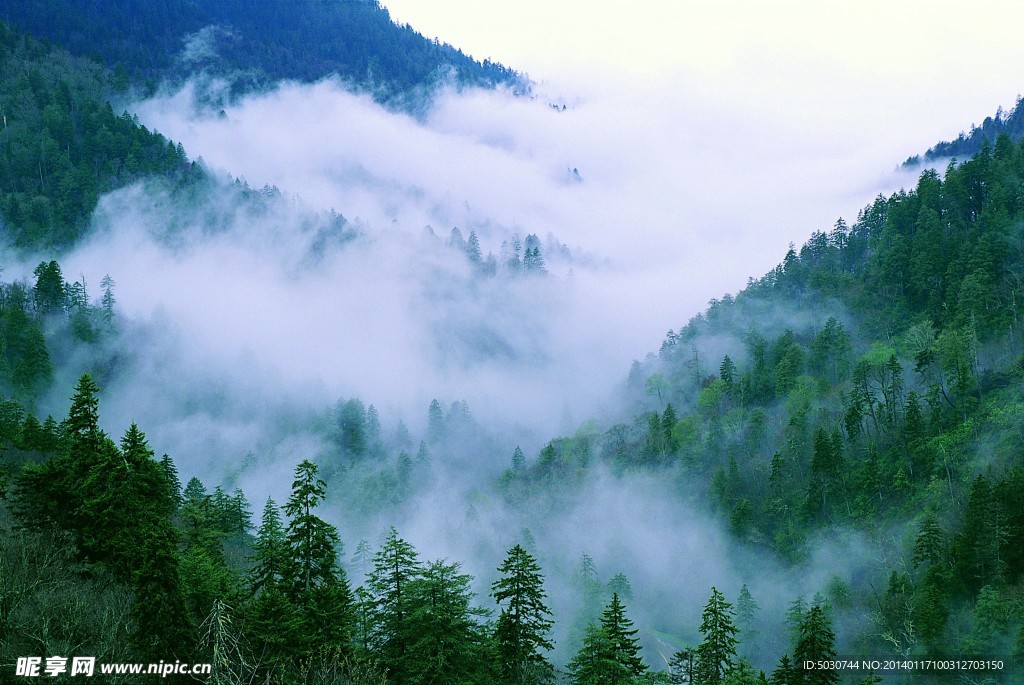 树 森林 风景 绿叶
