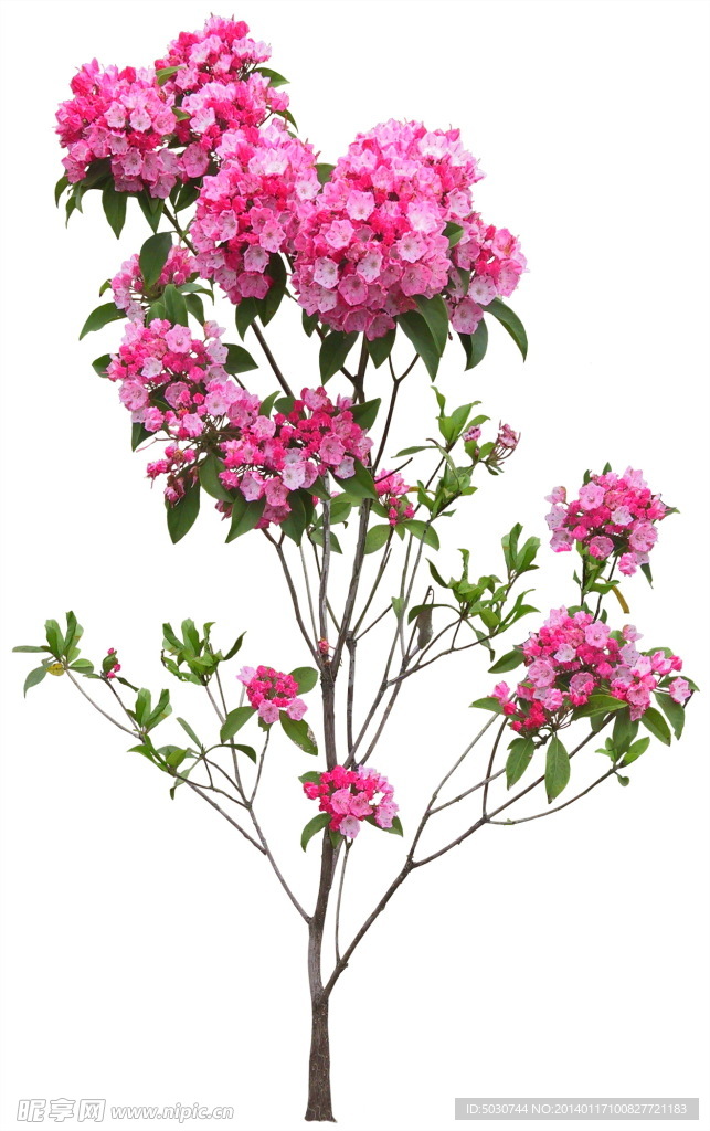 红花 盆栽 植物 绿