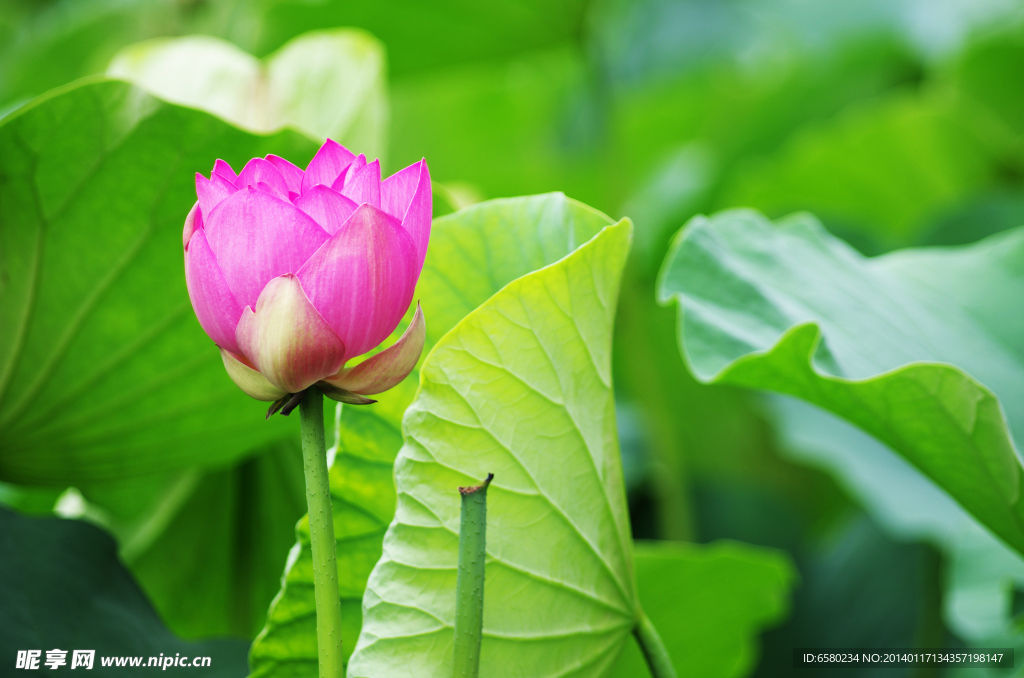 荷花