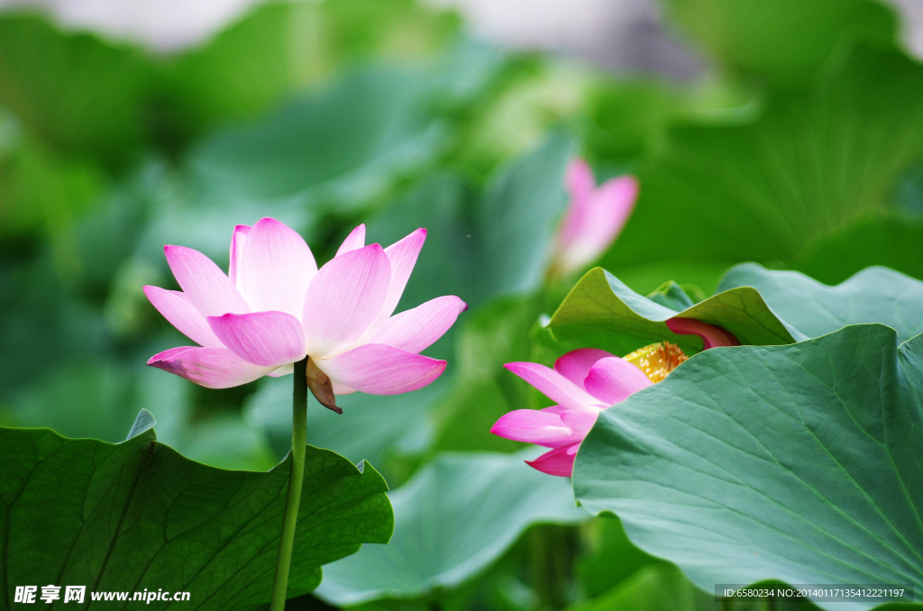荷花