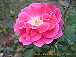玫瑰花