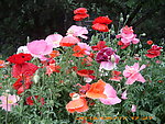 鲜花