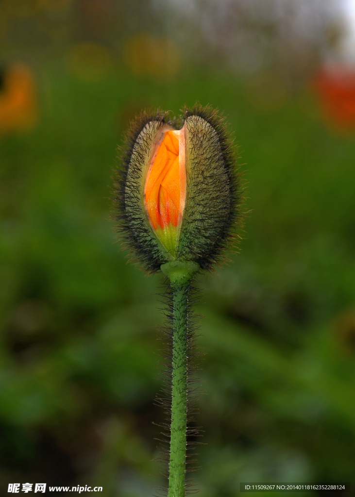 花苞