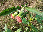 蒲公英花