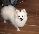 博美犬