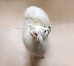 博美犬