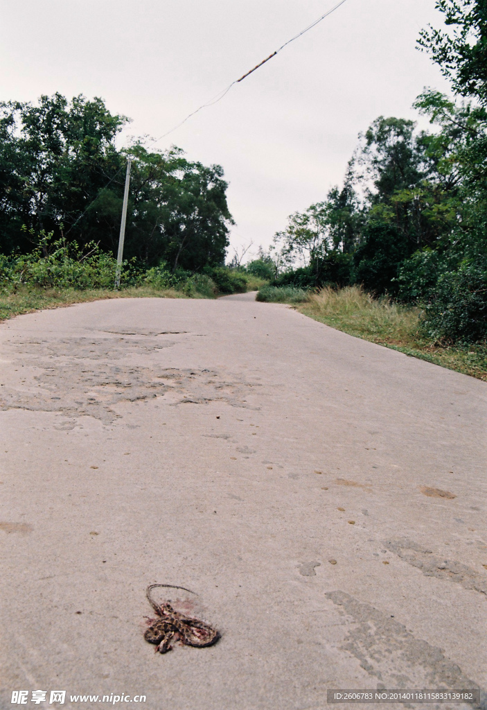 马路和蛇