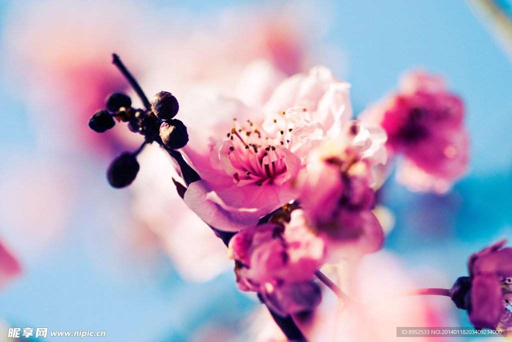 鲜花