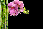 鲜花