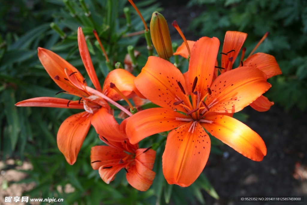 百合花