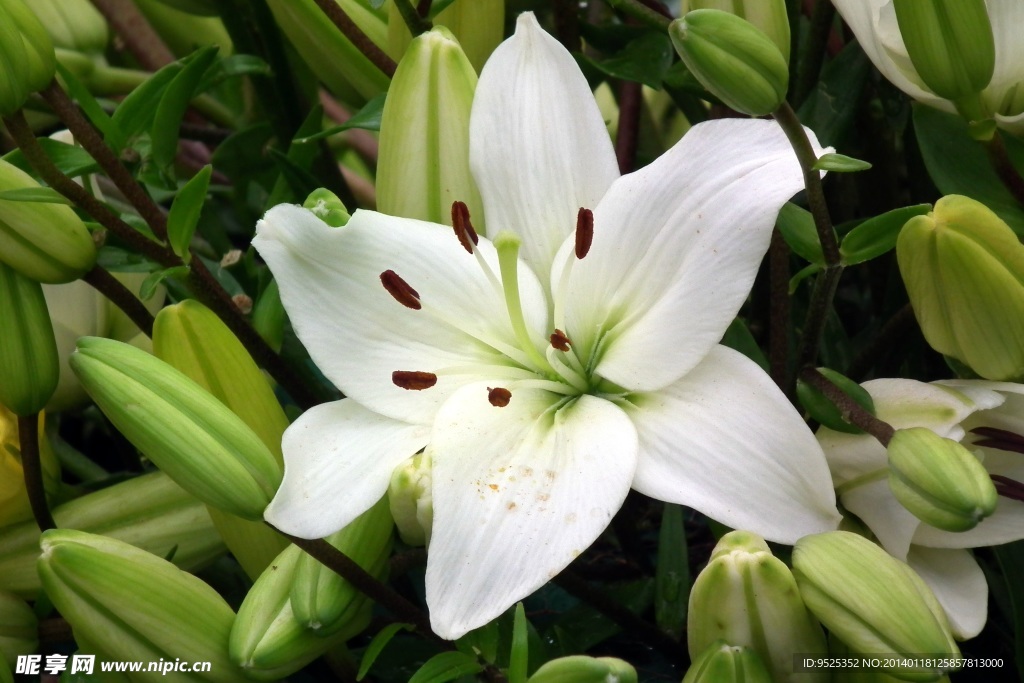 百合花