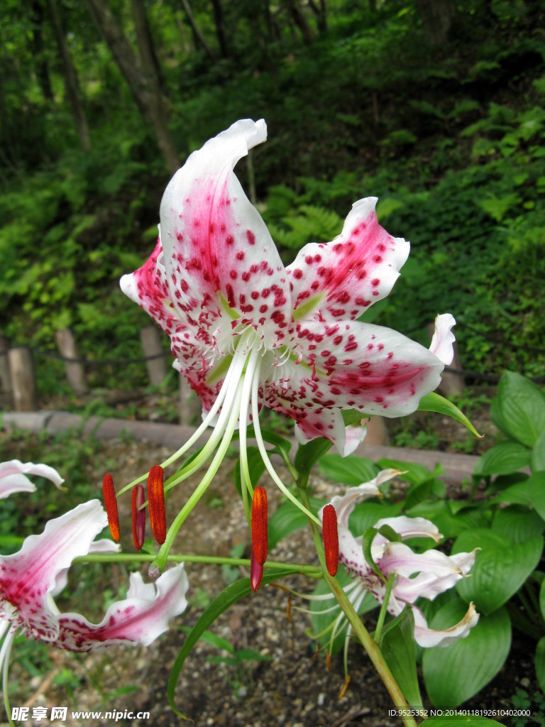 百合花