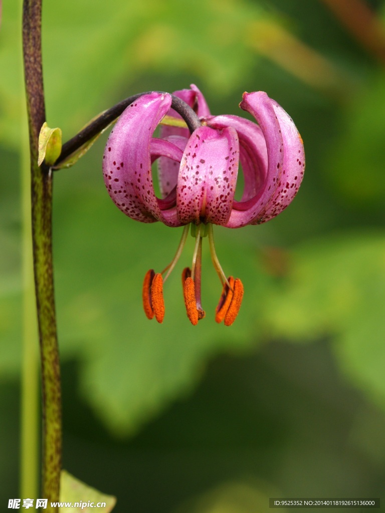 欧洲百合