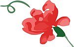 花纹