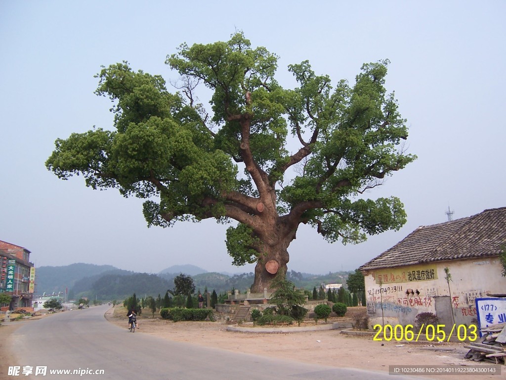 杨田村大樟树