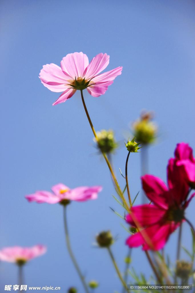 格桑花开