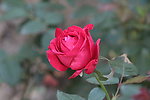 月季花