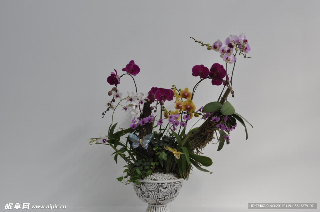 三亚国际兰花展作品