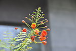 热带花卉