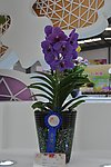 兰花精品