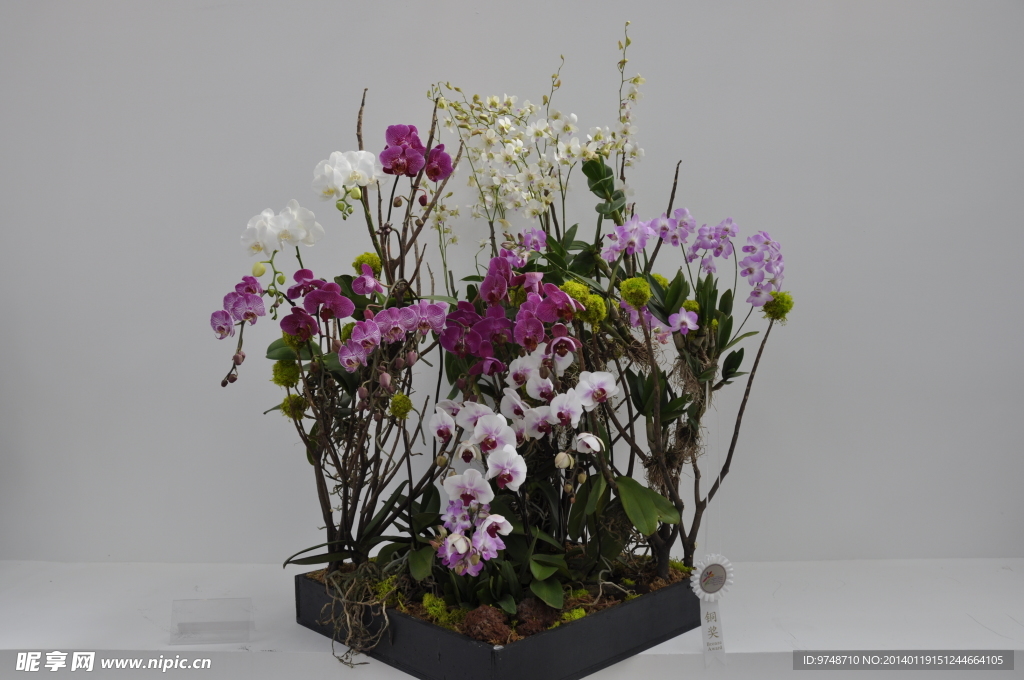 兰花精品