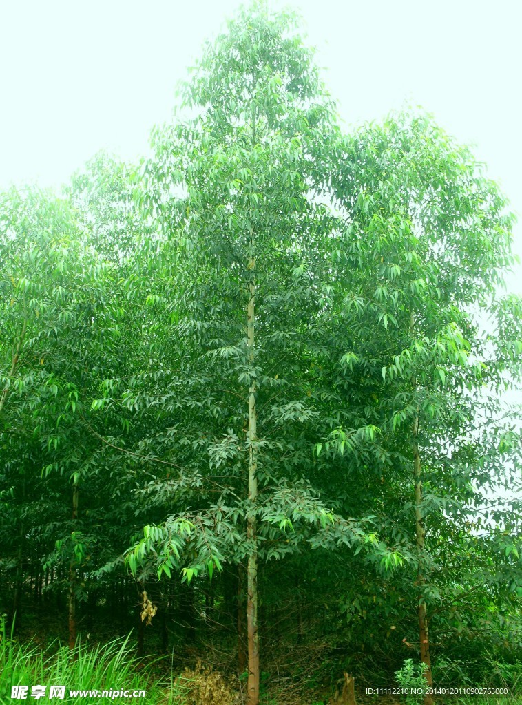 桉树