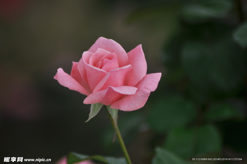 月季花
