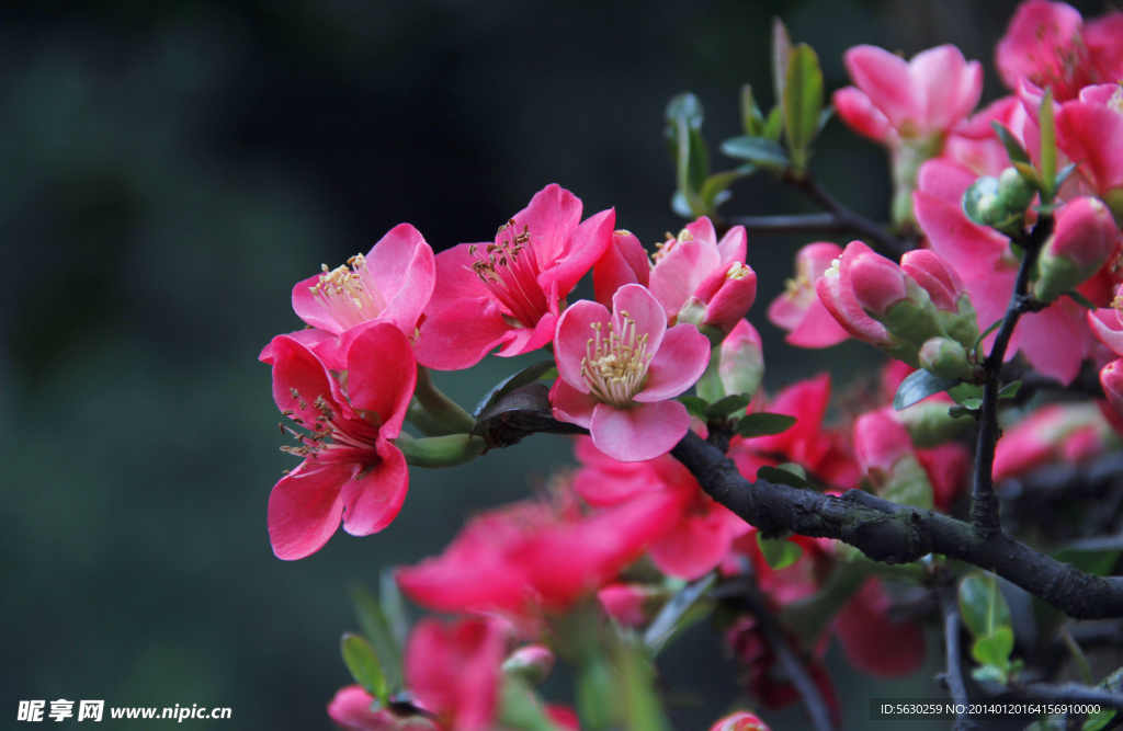 海棠花 鲜花