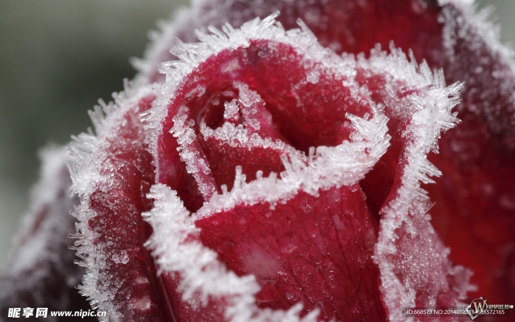 冰雪玫瑰
