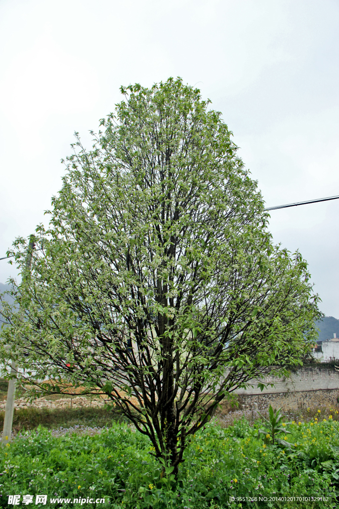 大果山楂树