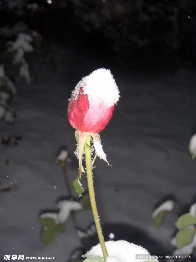 雪中的月季花