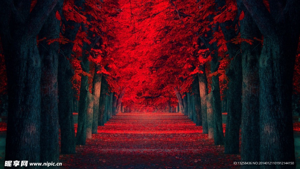 林荫道