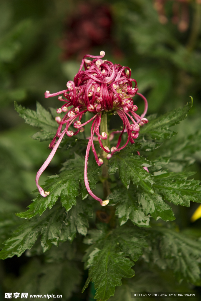 菊花