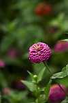 紫色野菊花