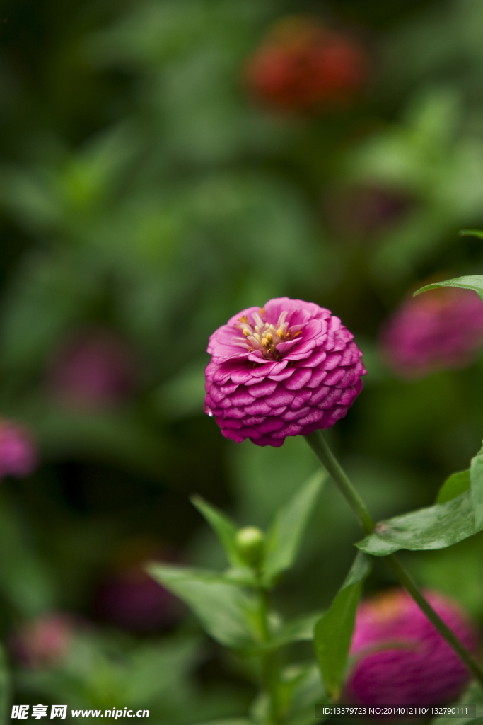 紫色野菊花