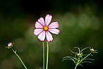 粉色波斯菊