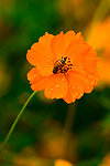 波斯菊