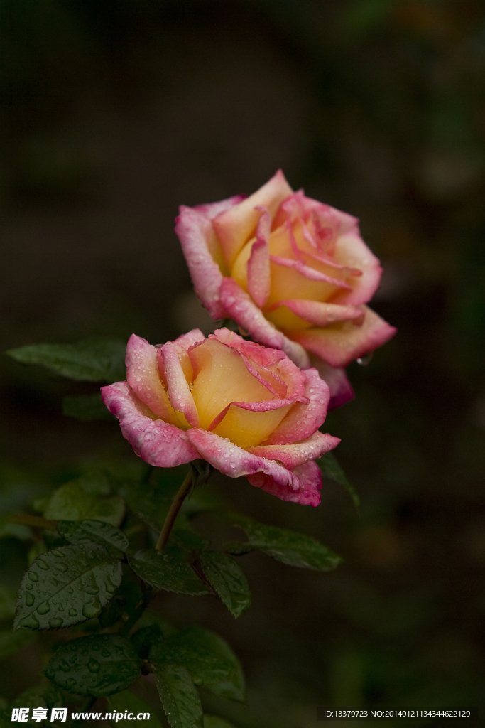 雨后的月季花